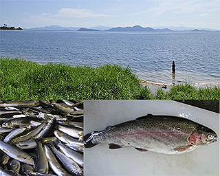 琵琶湖の淡水魚、鮎・鱒